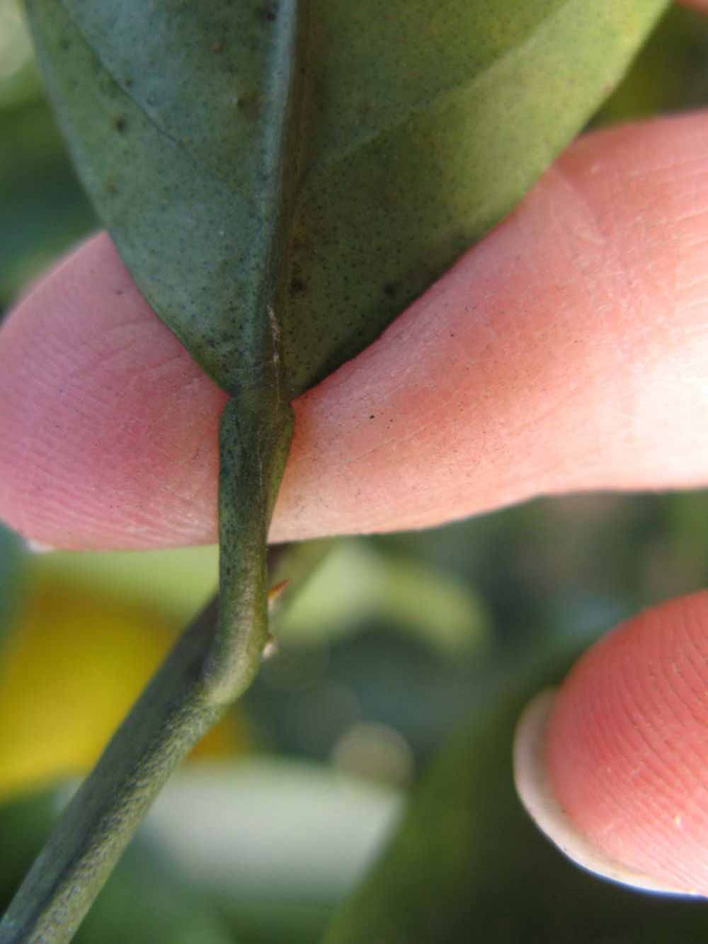              Petiole (Winter Haven, FL)       